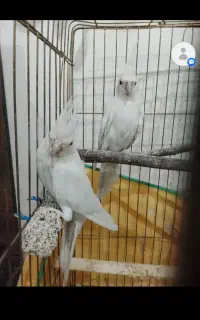 گمشده عروس هلندی
