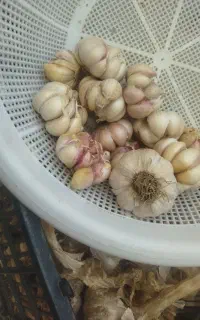 سیر همدان همه بزرگ یکدست