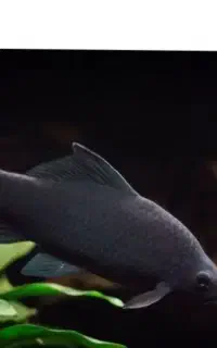 ۲ عدد شارک دُم قرمز