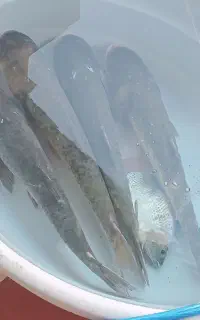 ماهی زنده قزل