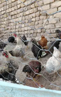 مرغ خروس