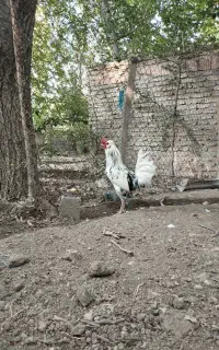 خروس زینتی