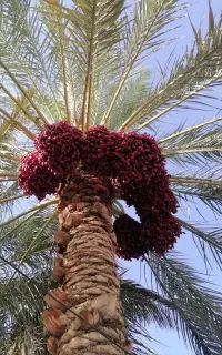 اجاره خرما بم