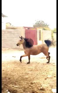 مادیان درشوری