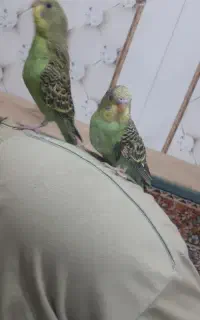 مرغ عشق نرو ماده سبز رنگ