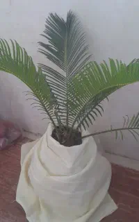 گل سیکاس