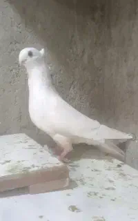 کبوتر