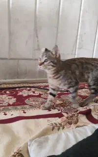 گربه واگذار می شود