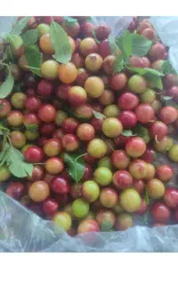 آلوچه ترش ییلاق