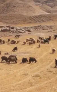 ۱۰۰بزکهره ۳۰راس بره ماده