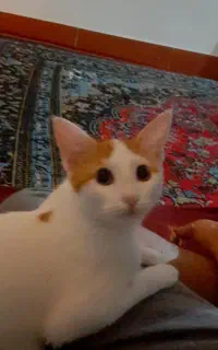گربه ۶ ماهه