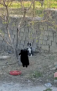 سگ نگهبان