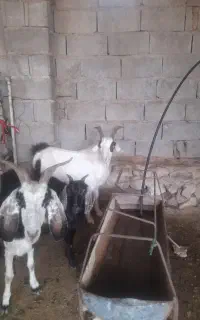 پازن سانن