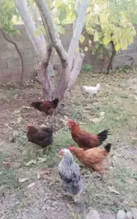 مرغ و خروس محلی