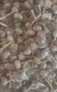 .سیر  قرمز