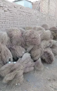 جاروی امسال