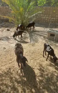 میش برشن ابستن