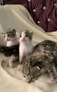 واگذاری رایگان گربه