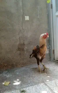 خروس لاری