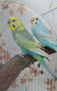 مرغ عشق رنگین کمانی
