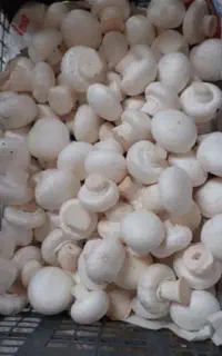 پخش قارچ دکمه ای