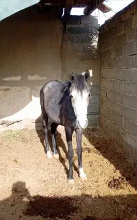 اسب یک سر