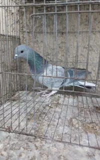 کبوتر دمگیر