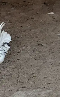 جوجه خروس گلین 8ماهه