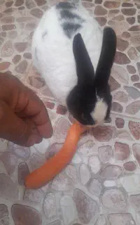 خرگوش دستی ولوس فروشی