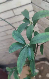 کامکوات چندساله وخوش سو
