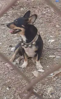 سگ پاپی