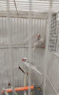 یک جفت نرگسی