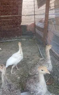 جوجه  بوقلمون ۹  عدد