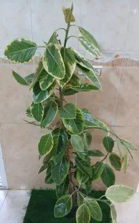 فروش تعدادی گل