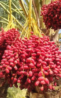 ادمین پیج وتولید محتوا