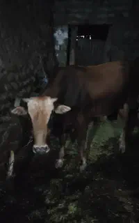 گاوه نر