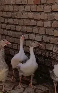 غاز