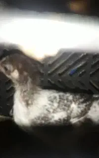 ۱اردک و۲جوجه رسمی هر کدام ۵ ماهه