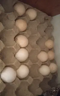 تخم لاری