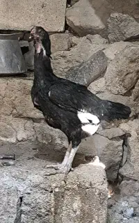 مرغ لاری