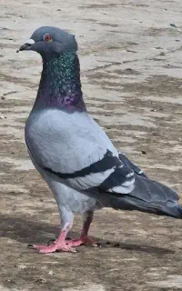 کفتر حسابی