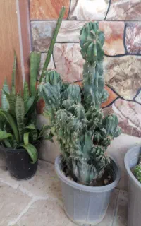 کاکتوس صخره ای بزرگ