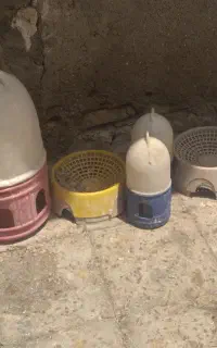 جا آب کبوتر جاتخم کبوتر جا دون کبوتر
