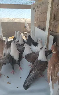 سرسفیدونر