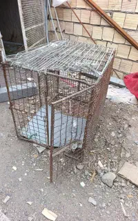 قفس