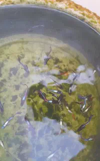 حراج گوپی نژاد دار
