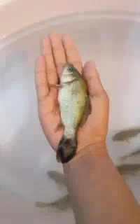 ماهی تخم گزار بیاید توضیحات بهتون میگم