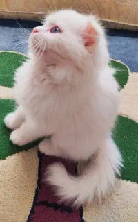 گربه اسکاتیش چشم آبی