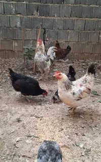 مرغ و خروس