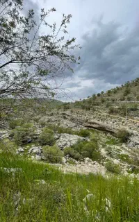 نیازمند چوپان